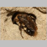 Melecta albifrons - Trauerbiene 02 14mm als Besucher am IH.jpg